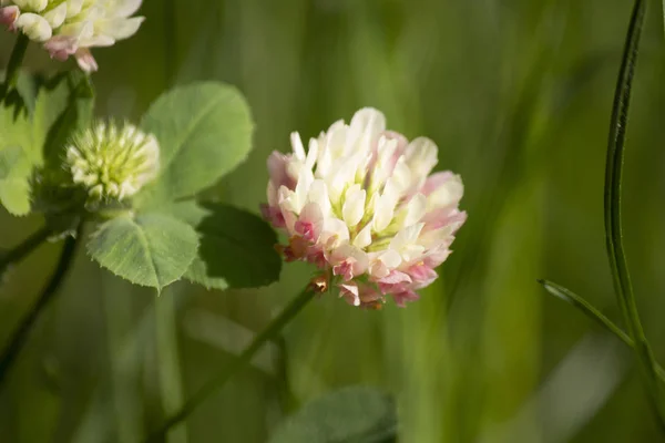 Planta Selvagem Belas Flores Jardim Verão Flor Fundo — Fotografia de Stock