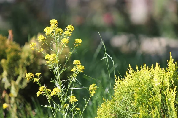 Planta Selvagem Belas Flores Jardim Verão Flor Fundo — Fotografia de Stock