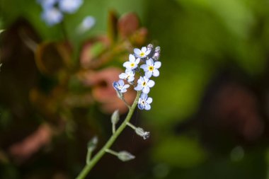 wild plant beautiful garden flowers/ summer flower background