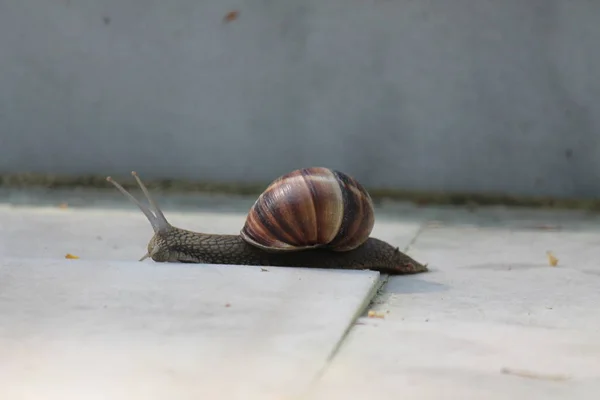 콘크리트에 달팽이의 마르코 클로즈업 — 스톡 사진