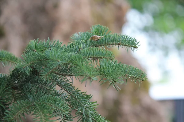 Närbild Grön Gren Ett Träd — Stockfoto