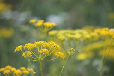 wild plant beautiful garden flowers/ summer flower background