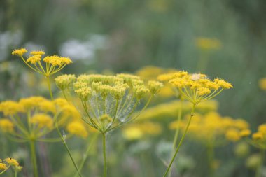wild plant beautiful garden flowers/ summer flower background