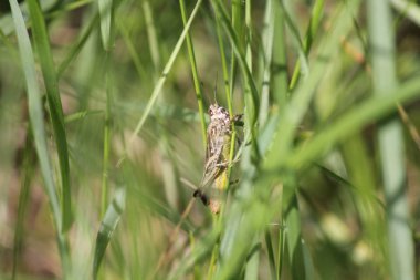 wild plant beautiful garden flowers/ summer flower background