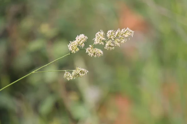 Plante Sauvage Belles Fleurs Jardin Fond Fleur Été — Photo