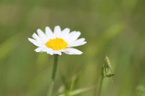 野生の植物美しい庭の花 夏の花の背景 — ストック写真