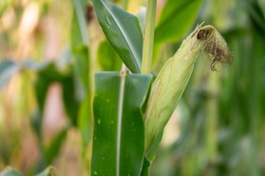 Eski organik mısır