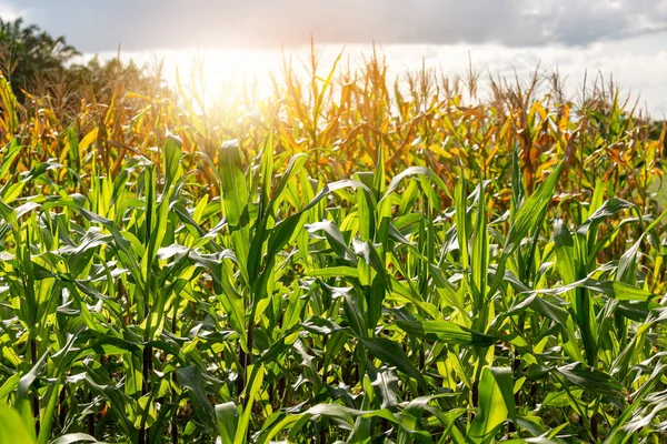 Plantas de maíz — Foto de Stock