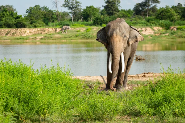 Elefantes que son criados y tienen control en el zoológico. Surin, Th — Foto de Stock