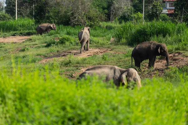 Des éléphants élevés et qui contrôlent le zoo. Surin, Th — Photo