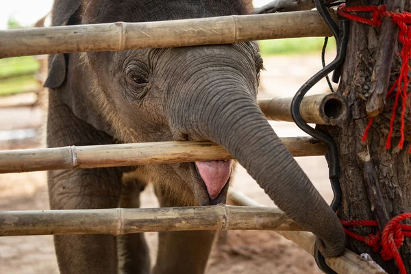 Recién nacido elefante bebé que es lindo — Foto de Stock
