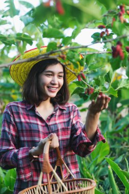 Güzel genç akıllı çiftçiler dut meyve toplama.