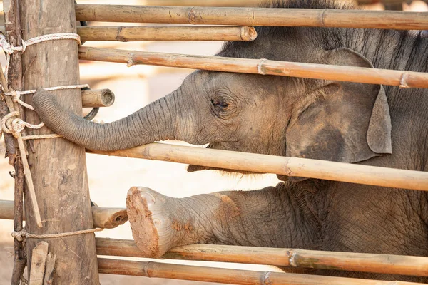 Recém-nascido bebê asiático elefante travesso — Fotografia de Stock