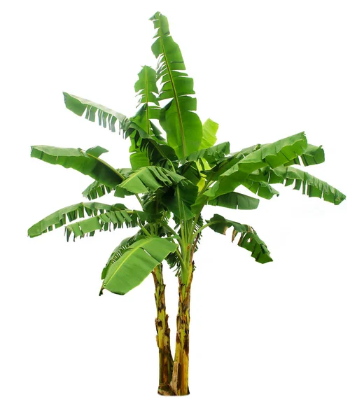 Banana tree isolated on white background with clipping paths for