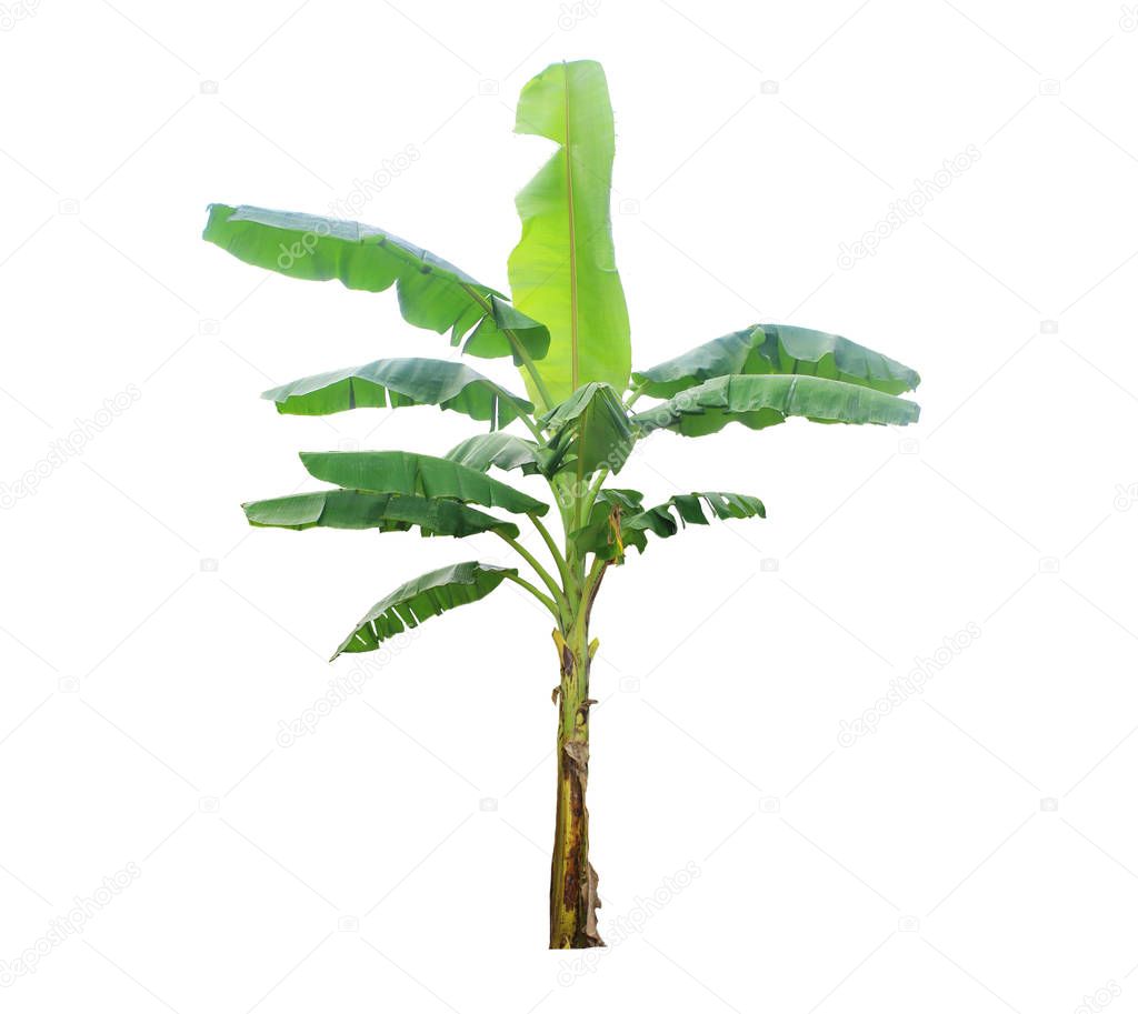Banana tree isolated on white background with clipping paths for