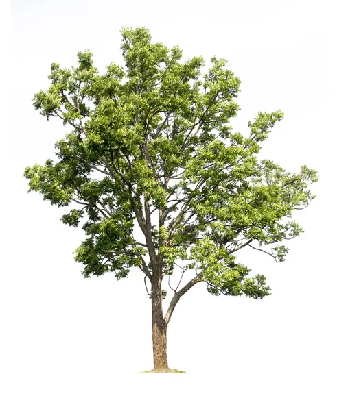 Árbol grande aislado sobre fondo blanco con caminos de recorte —  Fotos de Stock