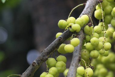 Ağaç üzerinde Star bektaşi üzümü Yüksek C vitamini ile Yaz meyveleri