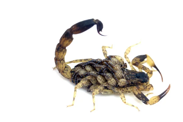 Scorpion moeder met een baby op de rug geïsoleerd op een witte rug — Stockfoto