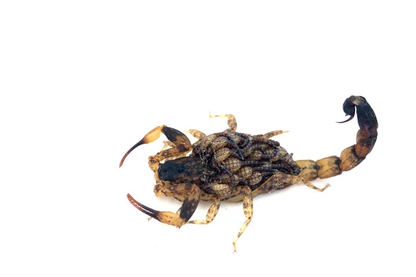 Scorpione madre con un bambino sulla schiena isolato su una schiena bianca — Foto Stock