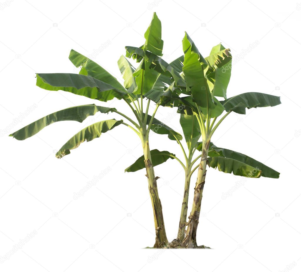Banana tree isolated on white background with clipping paths for