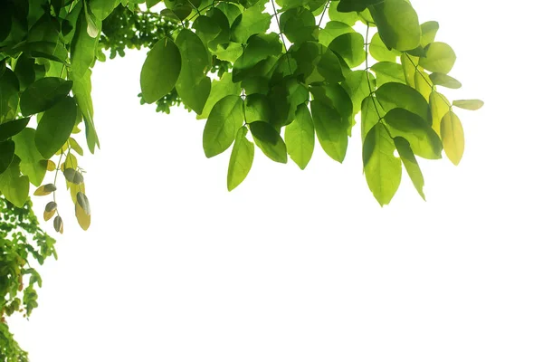 Hojas verdes aisladas sobre un fondo blanco — Foto de Stock