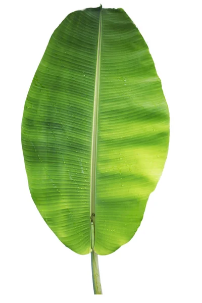 Folha de banana isolada no fundo branco com caminhos de recorte — Fotografia de Stock