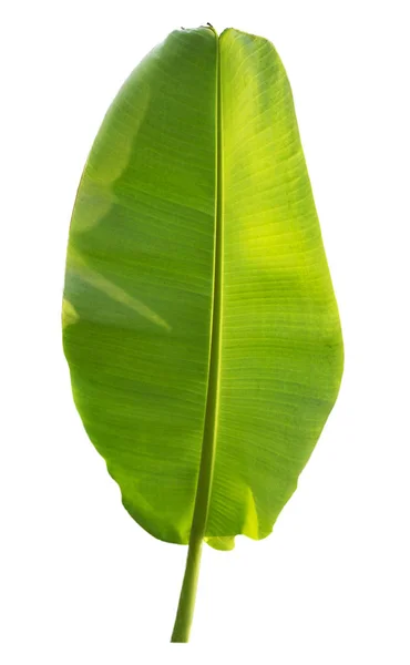 Банановый лист, выделенный на белом фоне с вырезанием путей — стоковое фото