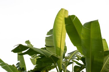 Beyaz arkaplanda muz yaprağı izole