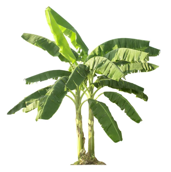 Bananeira isolada sobre fundo branco — Fotografia de Stock