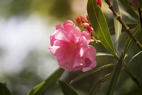Pink oleander flower on the tree with soft sunlight in the morni — Stock Photo, Image