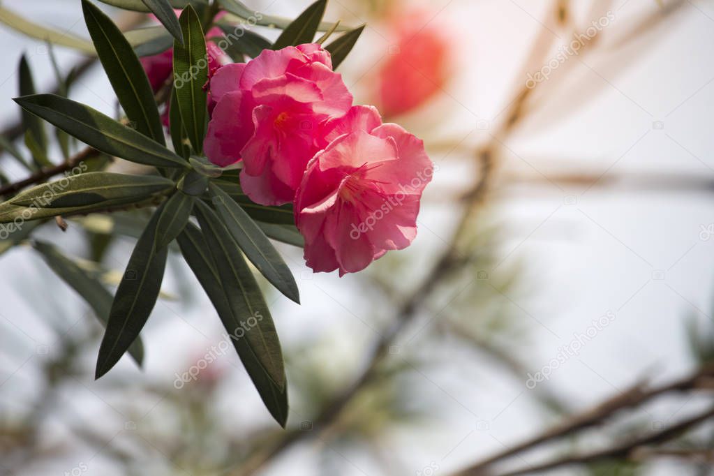 Pink oleander flower on the tree with soft sunlight in the morni