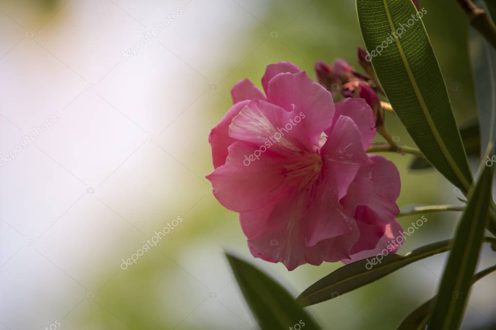 Pink oleander flower on the tree with soft sunlight in the morni