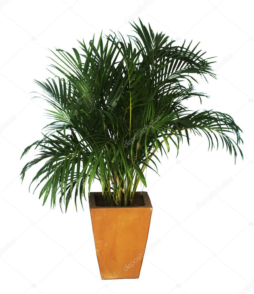 Palm trees in terracotta pots isolated on a white background