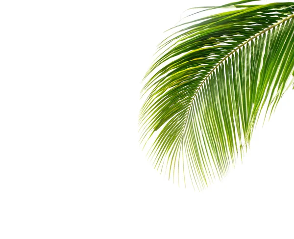 Grüne Blätter Von Kokospalmen Isoliert Auf Weißem Hintergrund Für Grafische — Stockfoto