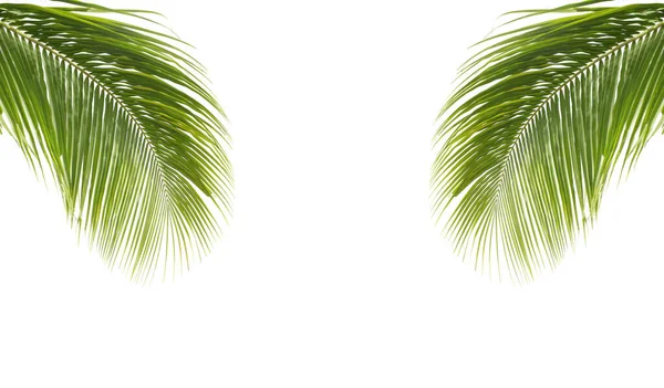 Green leaves of coconut palm trees isolated on a white background for graphic design or wallpapers. The plant is a symbol of tropical forest in summer