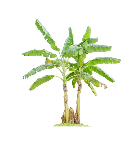 Бананове Дерево Ізольовано Білому Тлі Відсічними Контурами Дизайну Саду Тропічні — стокове фото
