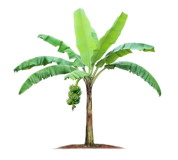 Banana Árvore Isolada Fundo Branco Com Recortes Caminhos Para Projeto — Fotografia de Stock