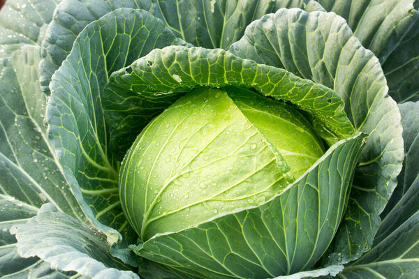 Green cabbage in the garden. Close-up shots in the top view for graphic design. In the concept of consumption of organic vegetables
