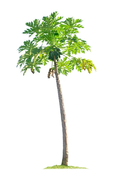 在白色背景上隔离的木瓜树 为园林设计提供切割路 容易种植的热带经济作物产量快 — 图库照片