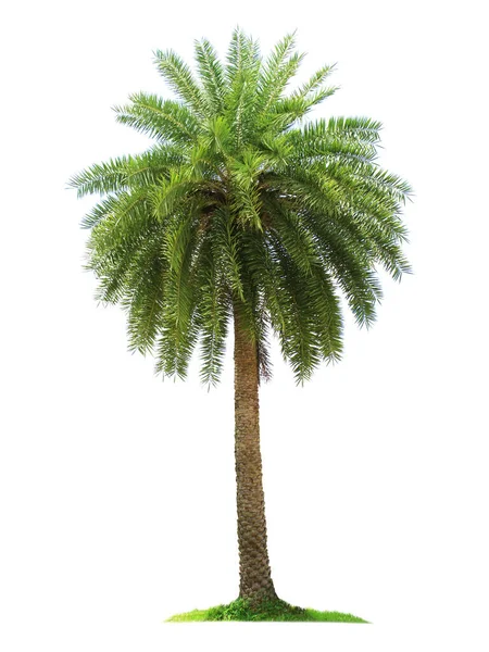 棕榈树被隔离在白色的背景上 为园林设计提供剪路 热带树木常用于装饰大楼外的花园 — 图库照片