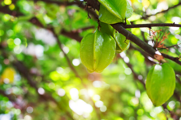 Свежая зеленая карамбола на дереве. Тропические органические фрукты, кислые и сладкие, с высоким содержанием витамина С. Сельскохозяйственные продукты, собранные летом
