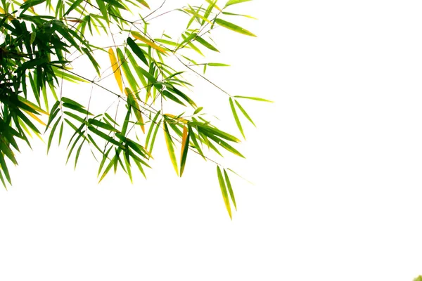 Chiudere Foglie Bambù Isolate Sfondo Bianco Modello Cornice Con Spazio — Foto Stock
