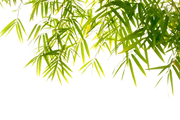 Detailní Bambusové Listy Izolované Bílém Pozadí Šablona Nebo Rám Prostorem — Stock fotografie