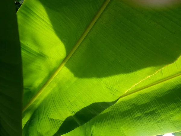 Fondo Textura Hoja Plátano Estilo Verde Naturaleza Para Diseño Gráfico — Foto de Stock