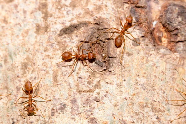 Mnoho Rudých Mravenců Zuřivě Bojovalo Aby Ochránili Teritorium Horním Úhlu — Stock fotografie