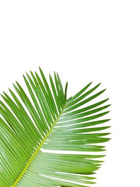 Palmiye yaprakları ve dallar beyaz arka planda grafik tasarımı veya duvar kağıdı için izole edilmiş. Baskı için tropikal ilkbaharda doğal şablonlar. Fotoğraf posteri ya da tebrik kartı. 