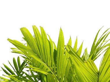 Palmiye yaprakları ve dallar beyaz arka planda grafik tasarımı veya duvar kağıdı için izole edilmiş. Baskı için tropikal ilkbaharda doğal şablonlar. Fotoğraf posteri ya da tebrik kartı. 