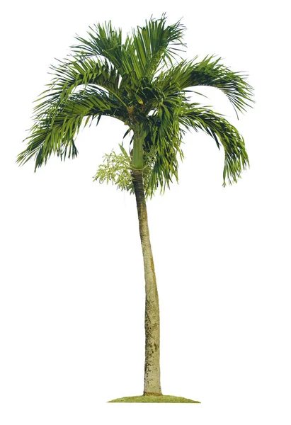 Palmiye ağacı, bahçe tasarımı için kırpma yolları olan beyaz arka planda izole edilmiş. Tropikal ağaçlar binanın dışındaki bahçeyi süslemek için kullanılır..