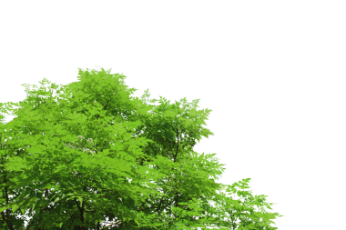 Grafik tasarımı veya duvar kağıdı için saydam arkaplanda yeşil yapraklar ve dallar izole edilmiş. Baskı için tropikal ilkbaharda doğal şablonlar. Fotoğraf posteri ya da tebrik kartı.