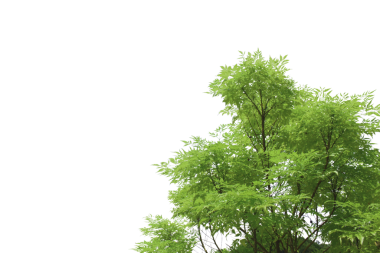 Grafik tasarımı veya duvar kağıdı için saydam arkaplanda yeşil yapraklar ve dallar izole edilmiş. Baskı için tropikal ilkbaharda doğal şablonlar. Fotoğraf posteri ya da tebrik kartı.